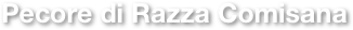 Pecore di Razza Comisana